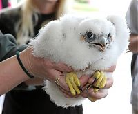 Fauna & Flora: falcon saving eyasses against people