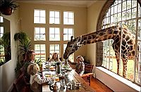 Fauna & Flora: giraffes visit family for breakfast