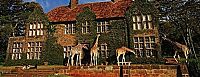 giraffes visit family for breakfast