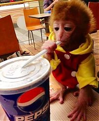 TopRq.com search results: pet monkey