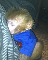Fauna & Flora: pet monkey