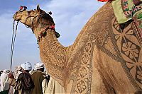 Fauna & Flora: camel hair art