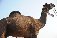 Fauna & Flora: camel hair art