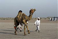 Fauna & Flora: camel hair art