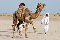 camel hair art