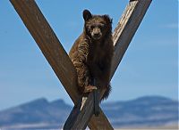 Fauna & Flora: extreme climbing bear