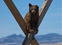 extreme climbing bear