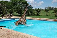 TopRq.com search results: giraffe in a swimming pool