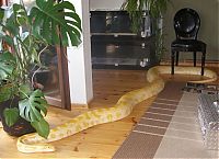 Fauna & Flora: julius, python snake family pet