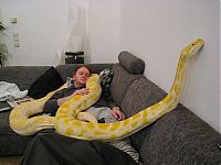 TopRq.com search results: julius, python snake family pet