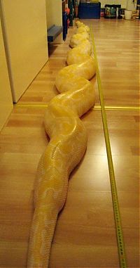 TopRq.com search results: julius, python snake family pet