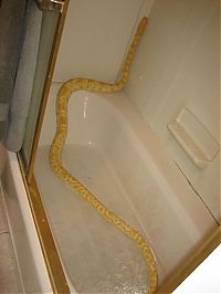 TopRq.com search results: julius, python snake family pet