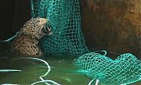 Fauna & Flora: leopard rescued by the net