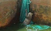 Fauna & Flora: leopard rescued by the net