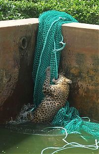 TopRq.com search results: leopard rescued by the net
