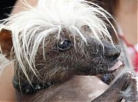 Fauna & Flora: World's Ugliest Dog Contest 2012, Petaluma, California, United States