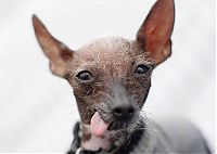 TopRq.com search results: World's Ugliest Dog Contest 2012, Petaluma, California, United States