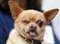 Fauna & Flora: World's Ugliest Dog Contest 2012, Petaluma, California, United States