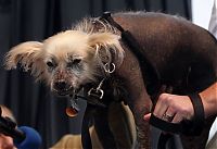 Fauna & Flora: World's Ugliest Dog Contest 2012, Petaluma, California, United States