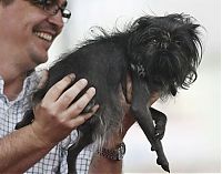 Fauna & Flora: World's Ugliest Dog Contest 2012, Petaluma, California, United States