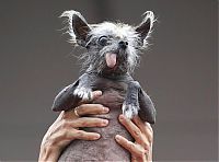 TopRq.com search results: World's Ugliest Dog Contest 2012, Petaluma, California, United States