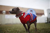 Fauna & Flora: World's Ugliest Dog Contest 2012, Petaluma, California, United States