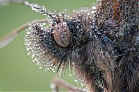 butterfly macro photography