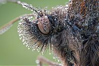 Fauna & Flora: butterfly macro photography