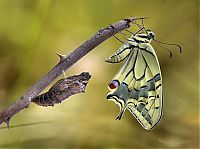 Fauna & Flora: butterfly macro photography