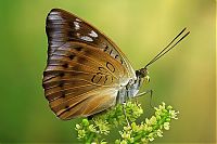 Fauna & Flora: butterfly macro photography