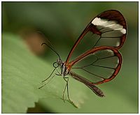 Fauna & Flora: butterfly macro photography