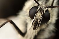 Fauna & Flora: butterfly macro photography