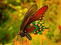 Fauna & Flora: butterfly macro photography