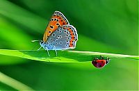 Fauna & Flora: butterfly macro photography