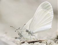 Fauna & Flora: butterfly macro photography