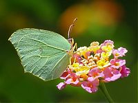 Fauna & Flora: butterfly macro photography