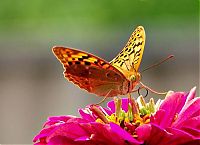 Fauna & Flora: butterfly macro photography