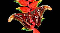 TopRq.com search results: butterfly macro photography