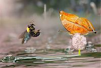 Fauna & Flora: butterfly macro photography