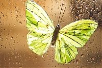 Fauna & Flora: butterfly macro photography