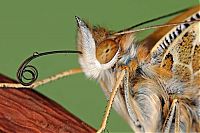 Fauna & Flora: butterfly macro photography