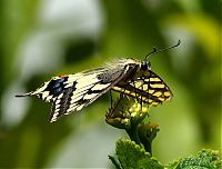 Fauna & Flora: butterfly macro photography