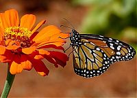Fauna & Flora: butterfly macro photography