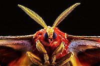 butterfly macro photography