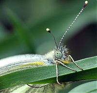 Fauna & Flora: butterfly macro photography