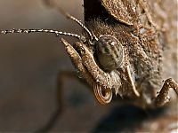 Fauna & Flora: butterfly macro photography