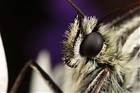 Fauna & Flora: butterfly macro photography