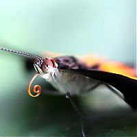 Fauna & Flora: butterfly macro photography