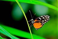 Fauna & Flora: butterfly macro photography