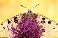 Fauna & Flora: butterfly macro photography